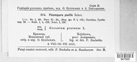 Plasmopara pusilla image